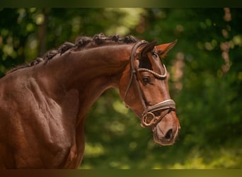 Oldenbourg, Hongre, 4 Ans, 167 cm, Bai brun