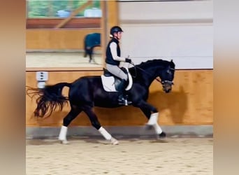 Oldenbourg, Hongre, 4 Ans, 167 cm, Bai brun