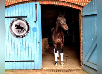 Oldenbourg, Hongre, 4 Ans, 167 cm, Bai brun