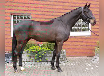 Oldenbourg, Hongre, 4 Ans, 167 cm, Bai brun foncé