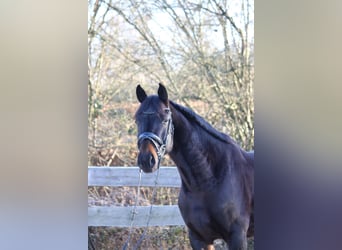 Oldenbourg, Hongre, 4 Ans, 167 cm, Bai brun foncé