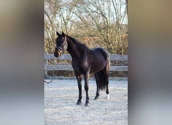 Oldenbourg, Hongre, 4 Ans, 167 cm, Bai brun foncé