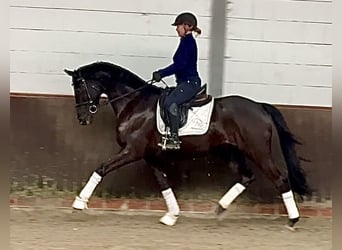 Oldenbourg, Hongre, 4 Ans, 167 cm, Bai brun foncé