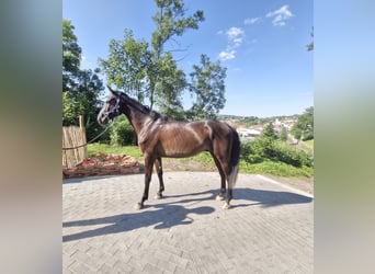 Oldenbourg, Hongre, 4 Ans, 167 cm, Bai brun foncé