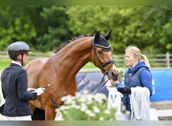 Oldenbourg, Hongre, 4 Ans, 167 cm, Bai