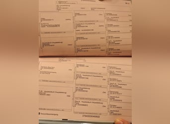 Oldenbourg, Hongre, 4 Ans, 167 cm, Bai