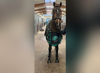 Oldenbourg, Hongre, 4 Ans, 167 cm, Bai