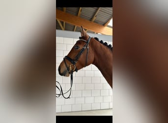 Oldenbourg, Hongre, 4 Ans, 167 cm, Bai