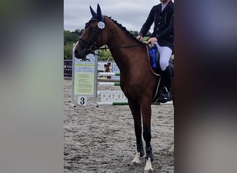 Oldenbourg, Hongre, 4 Ans, 167 cm, Bai