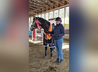 Oldenbourg, Hongre, 4 Ans, 167 cm, Gris noir