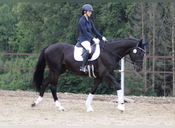 Oldenbourg, Hongre, 4 Ans, 167 cm, Noir