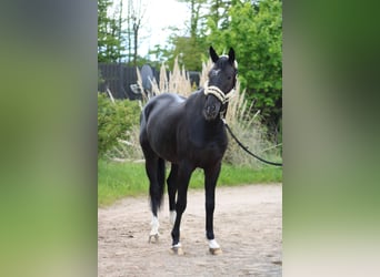 Oldenbourg, Hongre, 4 Ans, 167 cm, Noir