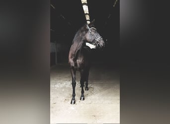 Oldenbourg, Hongre, 4 Ans, 167 cm, Noir