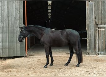 Oldenbourg, Hongre, 4 Ans, 167 cm, Noir