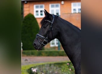 Oldenbourg, Hongre, 4 Ans, 167 cm, Noir
