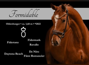 Oldenbourg, Hongre, 4 Ans, 168 cm, Alezan