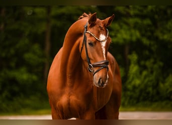 Oldenbourg, Hongre, 4 Ans, 168 cm, Alezan