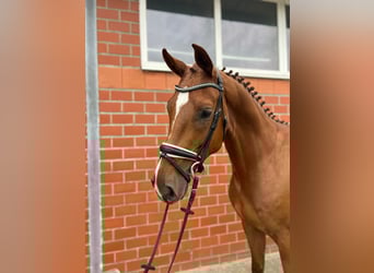 Oldenbourg, Hongre, 4 Ans, 168 cm, Alezan