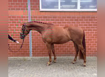 Oldenbourg, Hongre, 4 Ans, 168 cm, Alezan