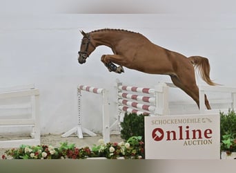 Oldenbourg, Hongre, 4 Ans, 168 cm, Alezan