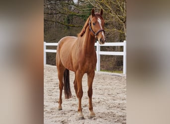 Oldenbourg, Hongre, 4 Ans, 168 cm, Alezan