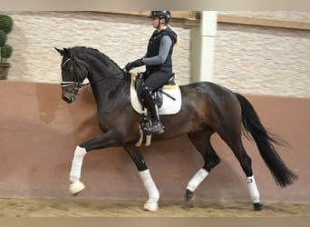 Oldenbourg, Hongre, 4 Ans, 168 cm, Bai brun