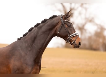 Oldenbourg, Hongre, 4 Ans, 168 cm, Bai brun
