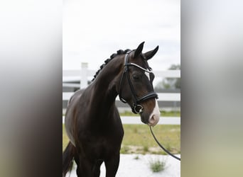 Oldenbourg, Hongre, 4 Ans, 168 cm, Bai brun