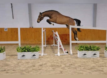 Oldenbourg, Hongre, 4 Ans, 168 cm, Bai cerise