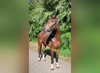 Oldenbourg, Hongre, 4 Ans, 168 cm, Bai