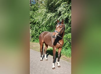 Oldenbourg, Hongre, 4 Ans, 168 cm, Bai