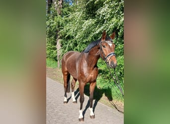 Oldenbourg, Hongre, 4 Ans, 168 cm, Bai