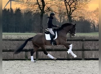 Oldenbourg, Hongre, 4 Ans, 168 cm, Bai