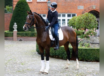 Oldenbourg, Hongre, 4 Ans, 168 cm, Bai