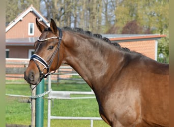 Oldenbourg, Hongre, 4 Ans, 168 cm, Bai