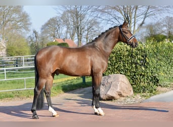 Oldenbourg, Hongre, 4 Ans, 168 cm, Bai