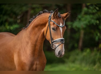 Oldenbourg, Hongre, 4 Ans, 168 cm, Bai