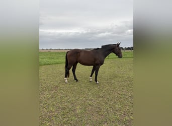 Oldenbourg, Hongre, 4 Ans, 168 cm, Bai