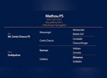 Oldenbourg, Hongre, 4 Ans, 168 cm, Bai