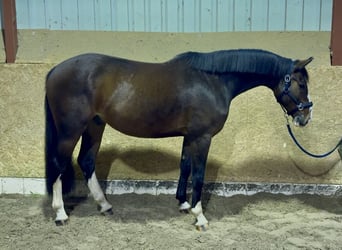 Oldenbourg, Hongre, 4 Ans, 168 cm, Bai Oldenbourg, Hongre, 4 Ans, 168 cm, Bai