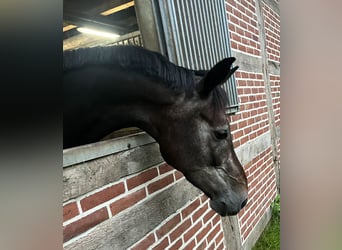 Oldenbourg, Hongre, 4 Ans, 168 cm, Gris