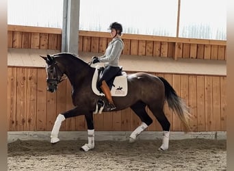 Oldenbourg, Hongre, 4 Ans, 168 cm, Gris