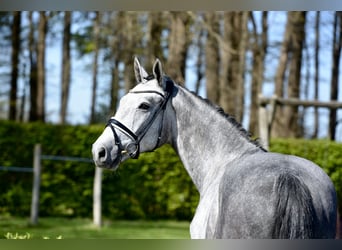 Oldenbourg, Hongre, 4 Ans, 168 cm, Gris