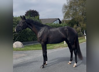 Oldenbourg, Hongre, 4 Ans, 168 cm, Noir