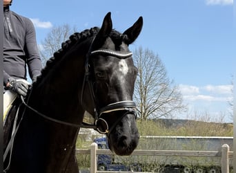 Oldenbourg, Hongre, 4 Ans, 168 cm, Noir