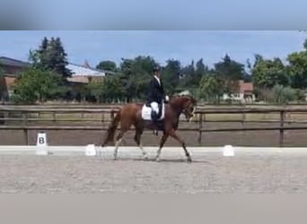 Oldenbourg, Hongre, 4 Ans, 169 cm, Alezan brûlé