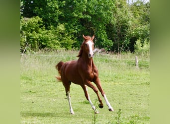 Oldenbourg, Hongre, 4 Ans, 169 cm, Alezan brûlé