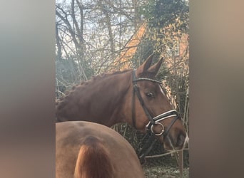 Oldenbourg, Hongre, 4 Ans, 169 cm, Alezan