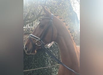 Oldenbourg, Hongre, 4 Ans, 169 cm, Alezan