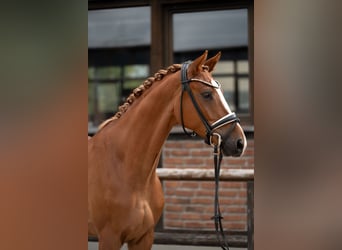 Oldenbourg, Hongre, 4 Ans, 169 cm, Alezan